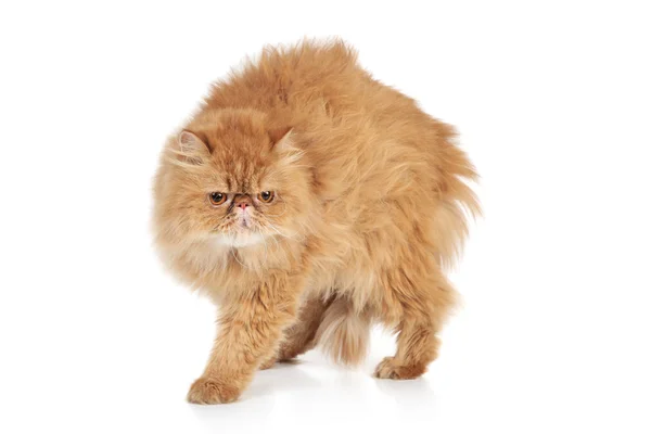 Scared Ginger Persian cat — Stock Photo, Image