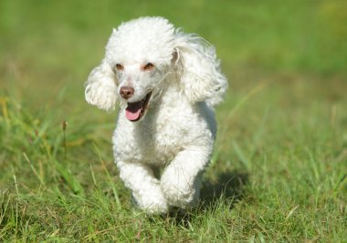 White toy poodle running clipart