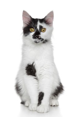 Mixed-breed beautiful cat portrait clipart