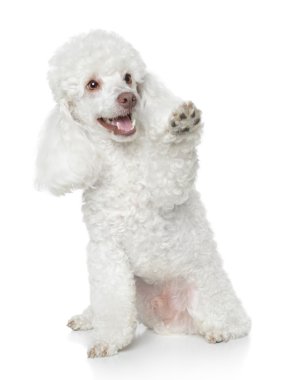White Toy Poodle gives that a paw clipart