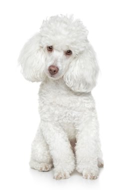 White Toy poodle on white background clipart