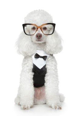 Funny Toy Poodle in a tuxedo and glasses clipart