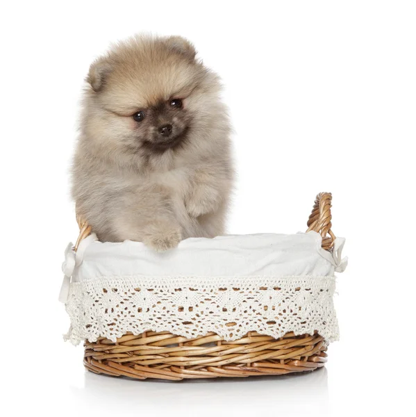 Pomeranian spitz cachorro en cesta — Foto de Stock