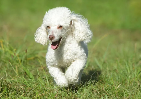 Brinquedo branco poodle running — Fotografia de Stock
