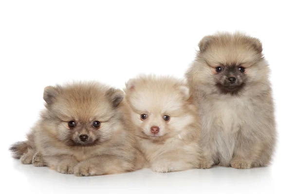 Filhotes de cachorro da Pomerânia em fundo branco — Fotografia de Stock
