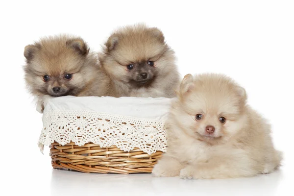 Filhotes de cachorro da Pomerânia em cesta de vime — Fotografia de Stock