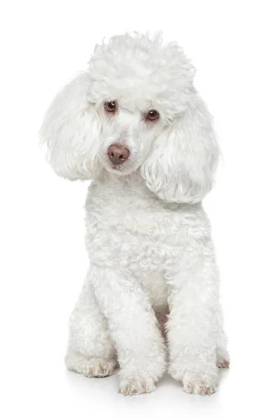 Beyaz zemin üzerine beyaz oyuncak fino köpeği — Stok fotoğraf