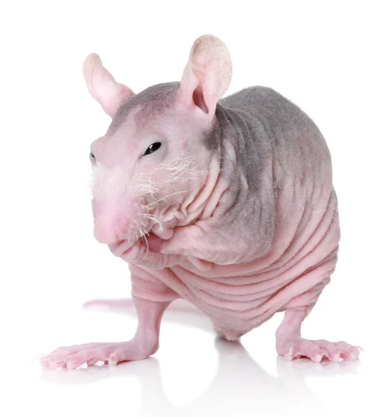 Сфинкс породы крысы на белом фоне — стоковое фото