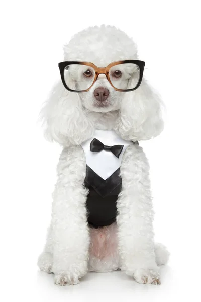 Funny Toy Poodle in a tuxedo and glasses — Stock Photo, Image