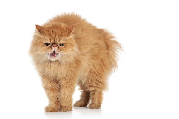 Ginger assustado gato persa — Fotografia de Stock