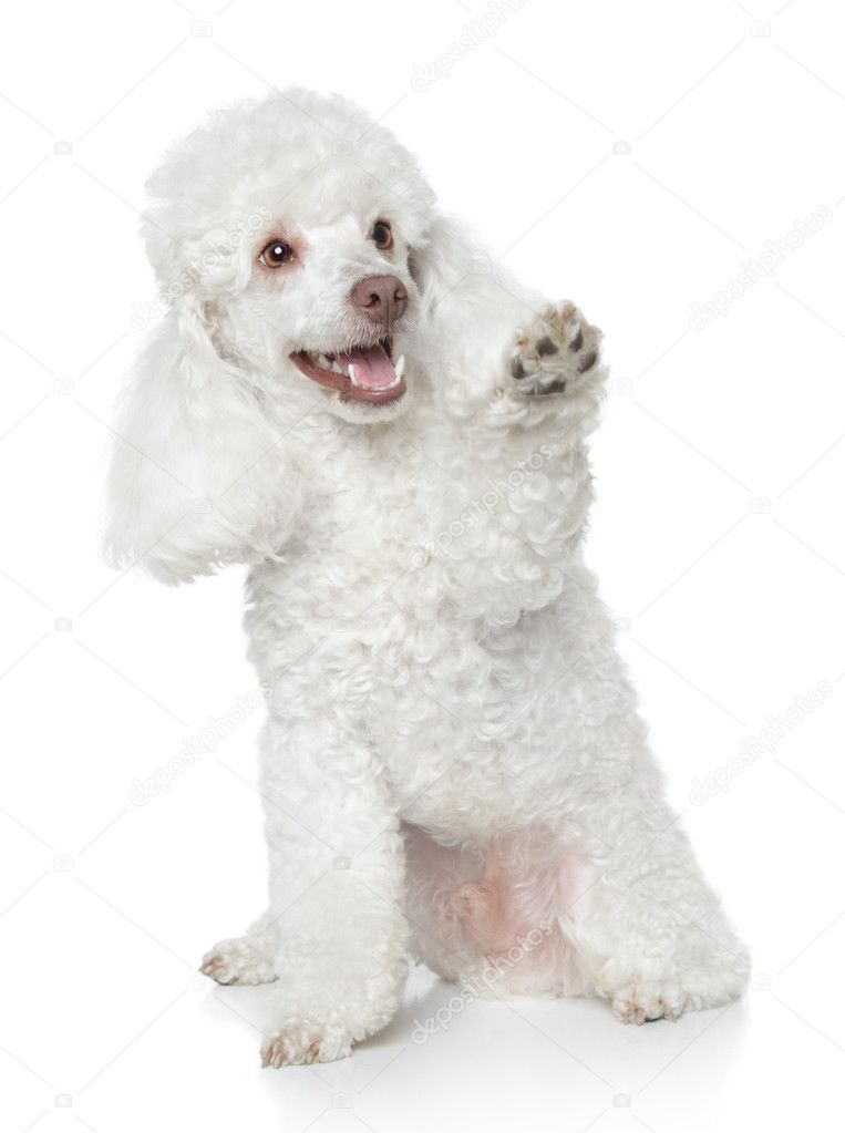 White Toy Poodle gives that a paw