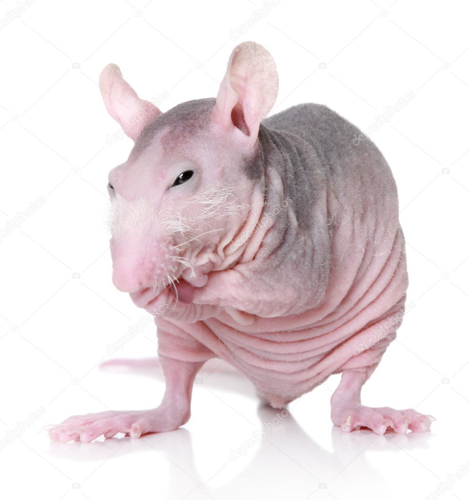 Sphynx breed rat on white background