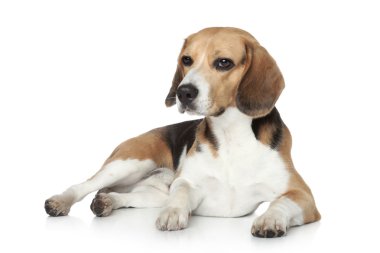 Beagle köpek Studio beyaz zemin üzerine