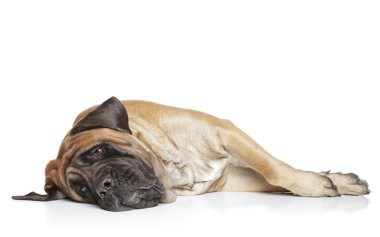 Sleepping mastiff dog clipart