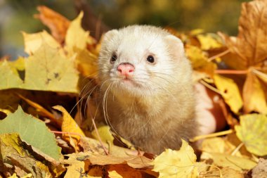 Ferret in autumn leaves clipart