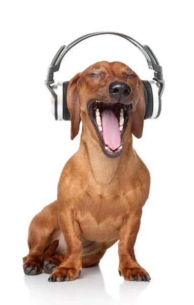 Dachshund listen music — Stock Photo, Image