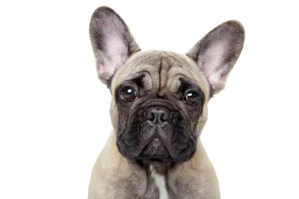 Bulldog francés cachorro primer plano retrato —  Fotos de Stock