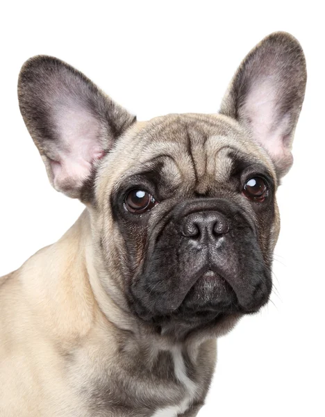 Franse bulldog pup close-up portret — Stockfoto