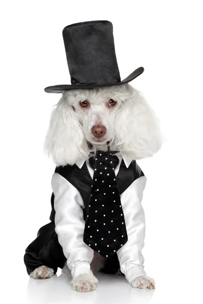 Komik oyuncak fino köpeği bir smokin ve şapka — Stok fotoğraf
