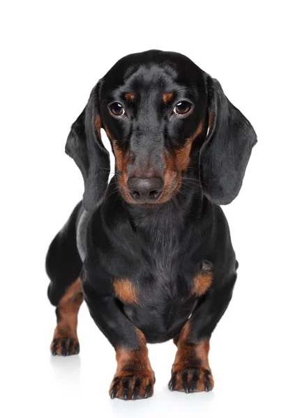 Miniature dachshund close-up portrait — Stock Photo, Image