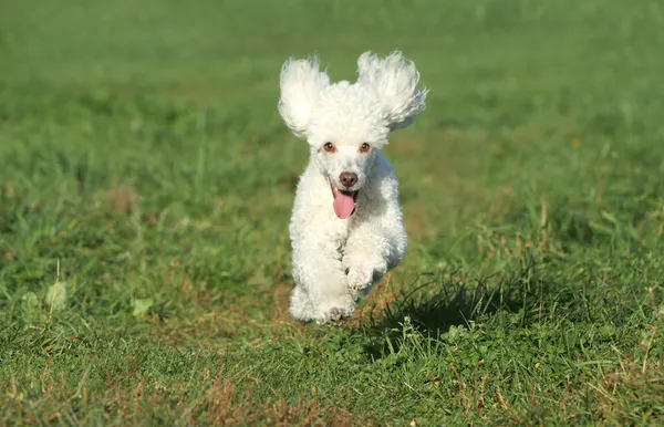 Cachorro caniche blanco ejecutar en la hierba — Foto de Stock