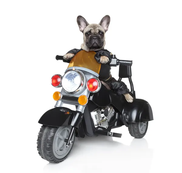Bir motosiklet sürme köpeği — Stok fotoğraf