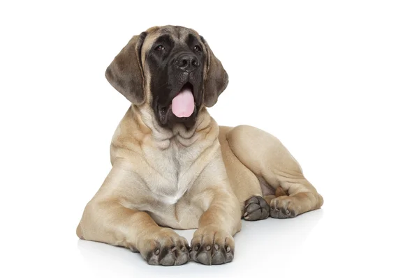 İngiliz mastiff köpek — Stok fotoğraf