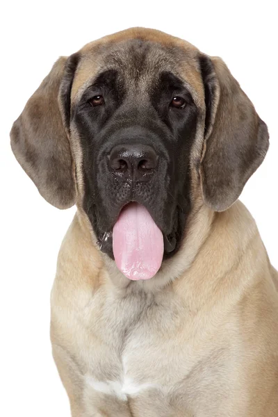 Portrét anglický mastif štěně — Stock fotografie