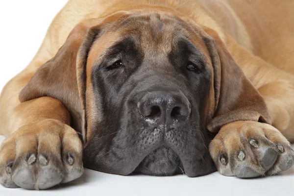 English mastiff pup (5 month) lying on a white background — Stock Photo, Image
