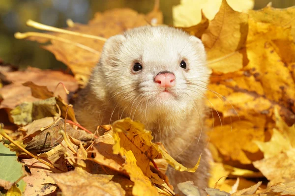 Ferret in yellow autumn leaves — Stock Photo, Image