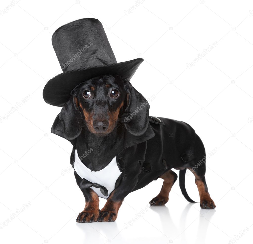 Miniature dachshund in black waistcoat and hat