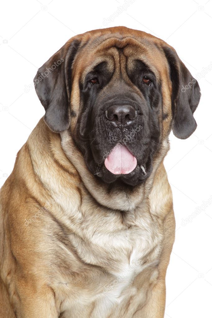 Portrait of a english mastiff
