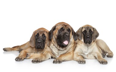 English Mastiff dogs on white background clipart