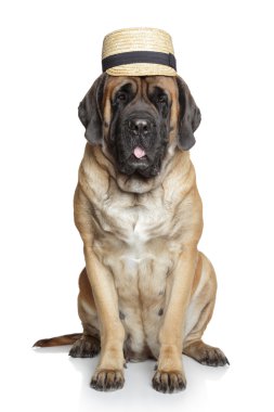 English Mastiff dog in hat clipart