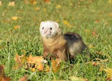 Ferret play autumn meadow clipart