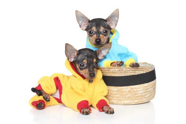 Toy terrier i kläder — Stockfoto