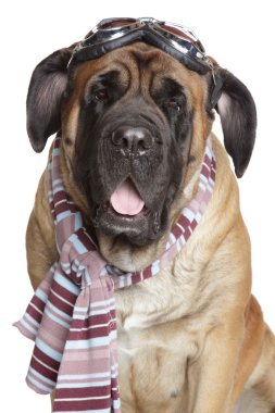 English Mastiff dog with Vintage Motorcycle Goggles glasses clipart