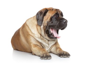 English Mastiff yawns clipart