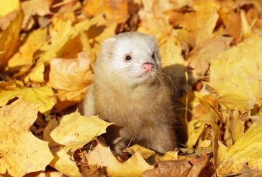 Ferret in yellow autumn leaves clipart