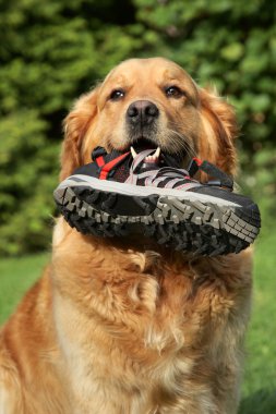 Golden retriever dişi bir çizme ile