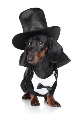 Miniature dachshund in black waistcoat and hat clipart