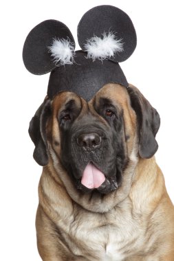 English Mastiff dog in a funny hat clipart