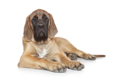 English mastiff dog clipart