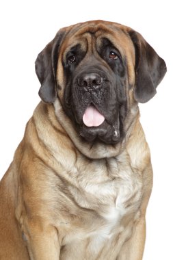 Close-up portrait of English Mastiff clipart