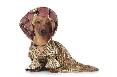 Dachshund moda giysiler içinde