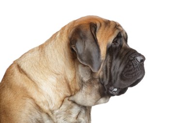 İngiliz mastiff köpek. yan görünüm