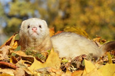 Ferret play with yellow autumn leaves clipart