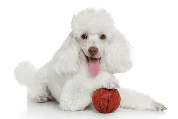 Brinquedo poodle com bola — Fotografia de Stock