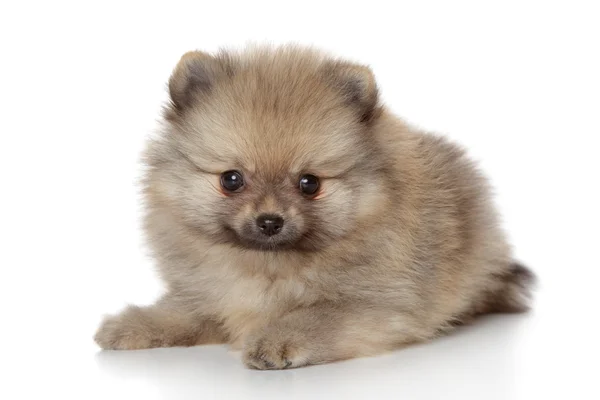 Špic Pomeranian puppy — Stock fotografie