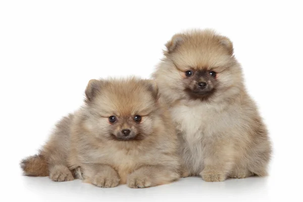 stock image Pomeranian Puppies on white background